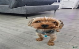 Yorkshire Terrier dogs for sale: Leo - Image 4
