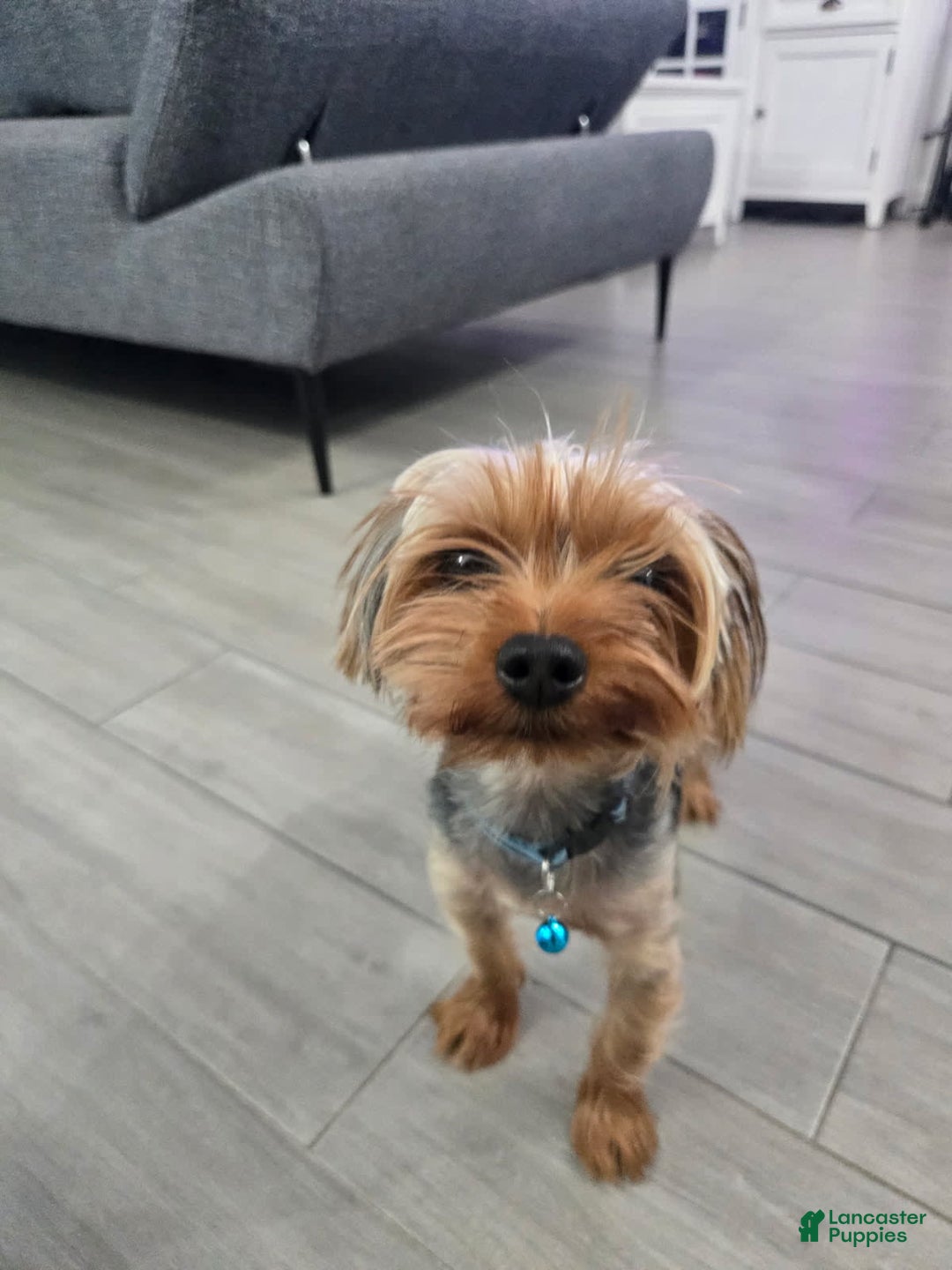 Yorkshire Terrier dogs for sale: Leo - Image 4