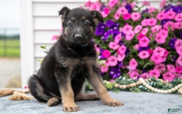 German Shepherd dogs for sale: Sally - Image 2