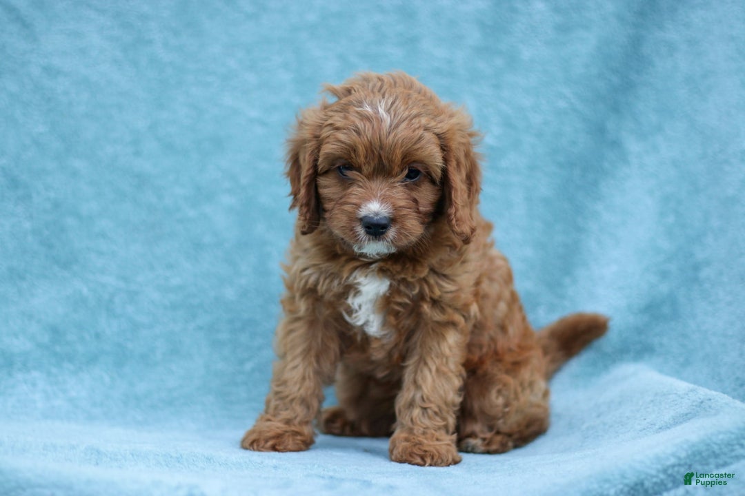 Cavapoo dogs for sale: Holly - Image 3