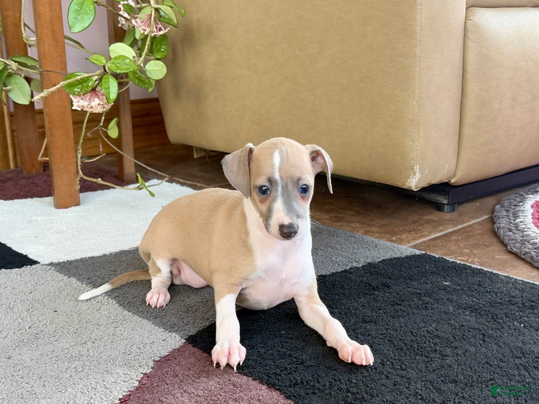 Italian Greyhound dogs for sale: Trina - Image 12