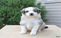 Miniature Australian Shepherd dogs for sale: Miniature Australian Shepherd 8 puppies - Image 18