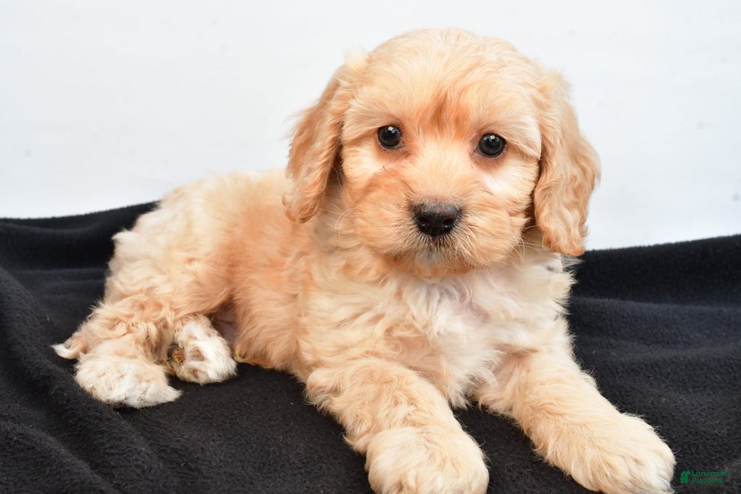 Cavapoo dogs for sale: Rolo - Image 1