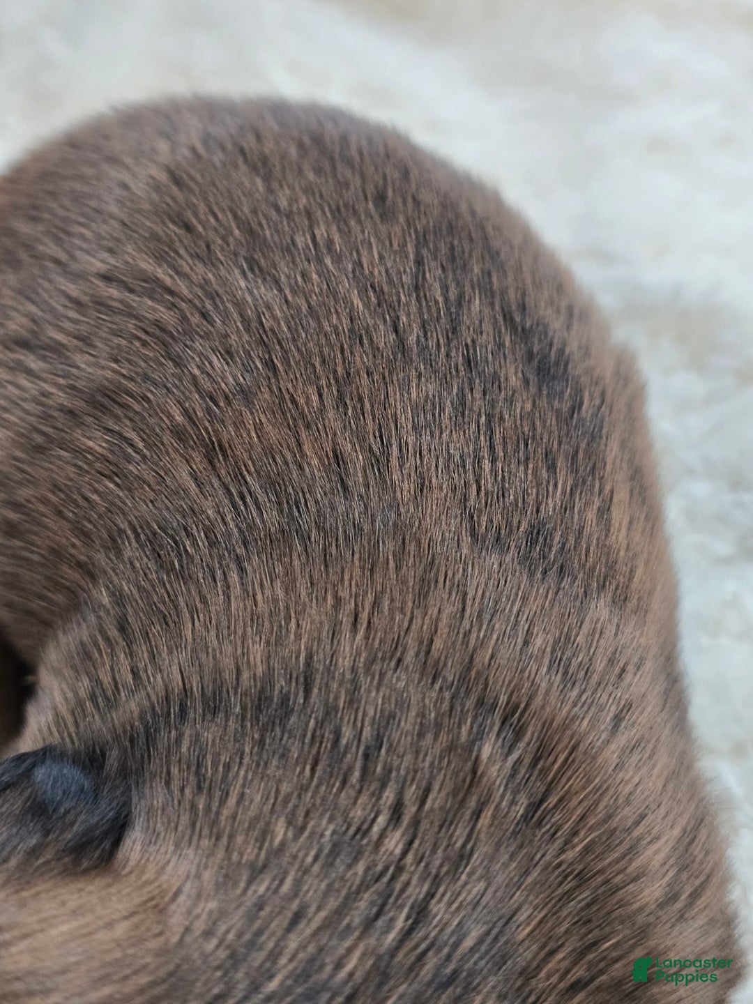 Dachshund dogs for sale: Thor - Image 3