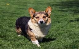 Welsh Corgi Pembroke dogs for sale: Daisy - Image 22