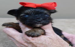Yorkshire Terrier dogs for sale: Kai - Image 16