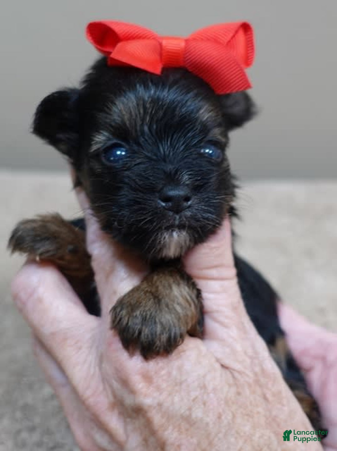 Yorkshire Terrier dogs for sale: Kai - Image 16