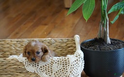 Cavalier King Charles Spaniel dogs for sale: Daisy - Image 7