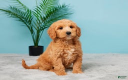 Mini Goldendoodle dogs for sale: Sunshine - Image 5