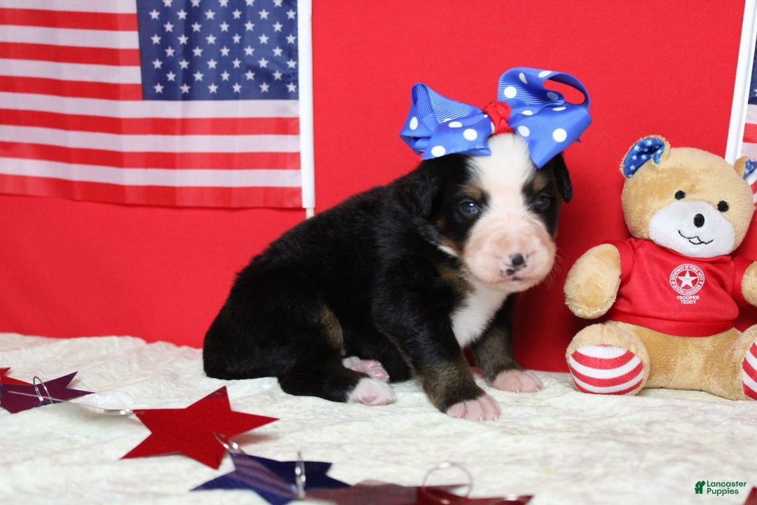 Bernese Mountain Dog dogs for sale: Pebbles - Image 56
