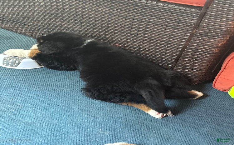 Bernese Mountain Dog dogs - Advert 35