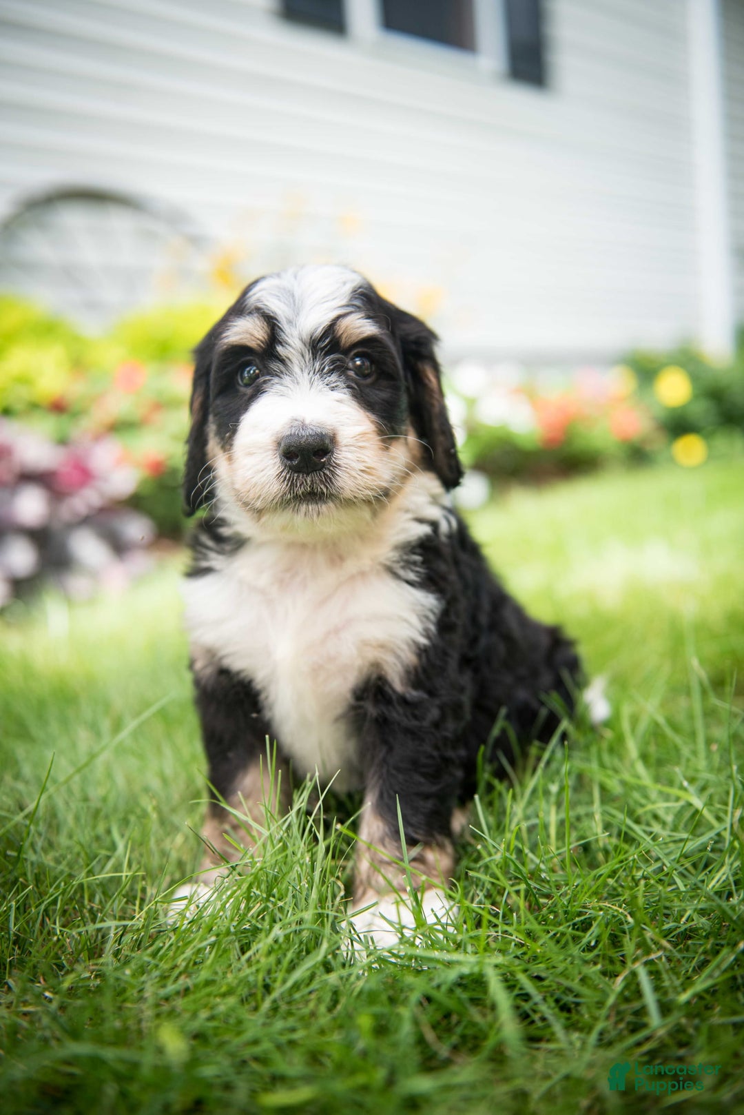 Bernedoodle dogs for sale: Rebel - Image 11