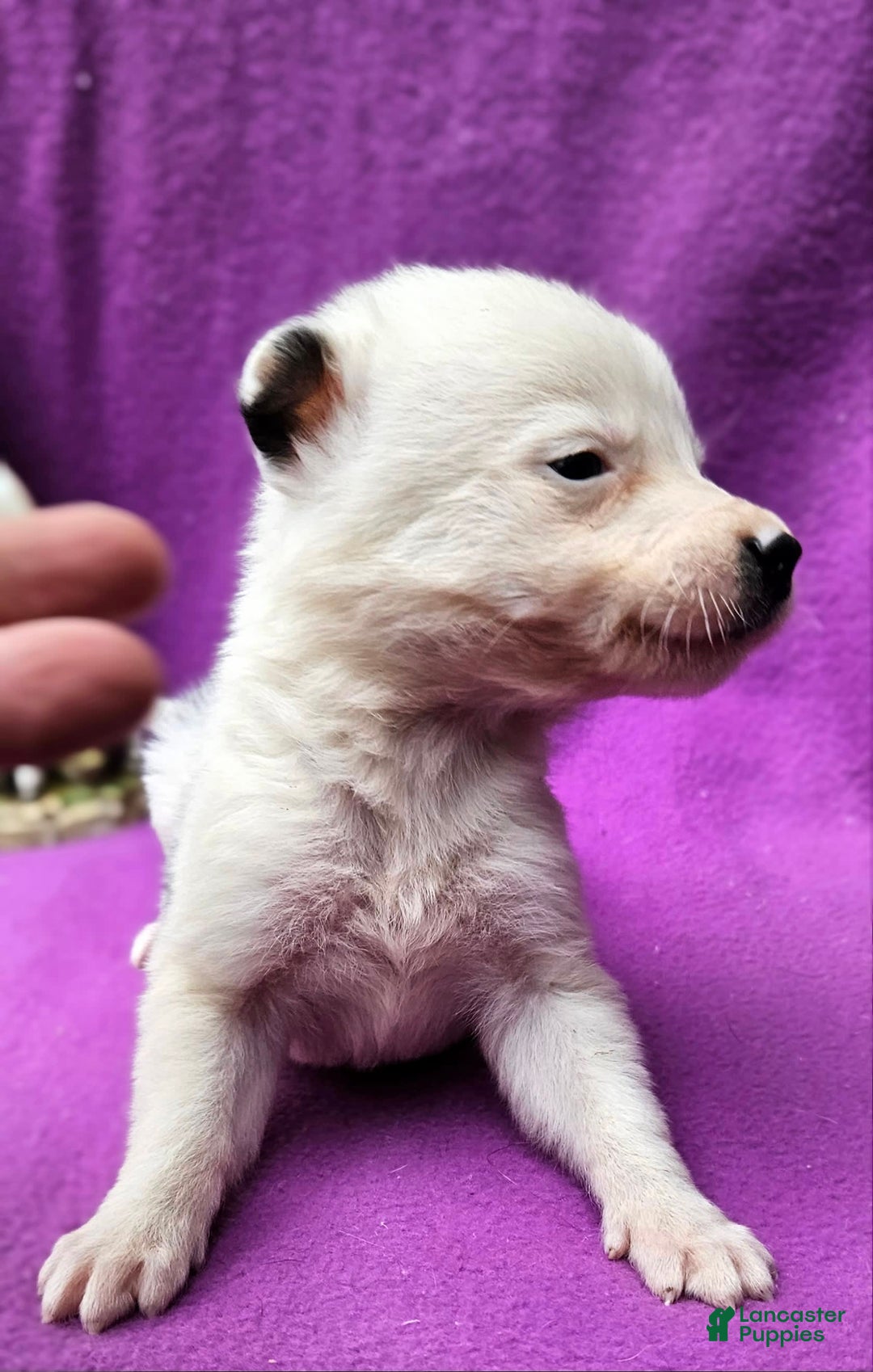 Border Collie dogs for sale: Dreami - Image 38