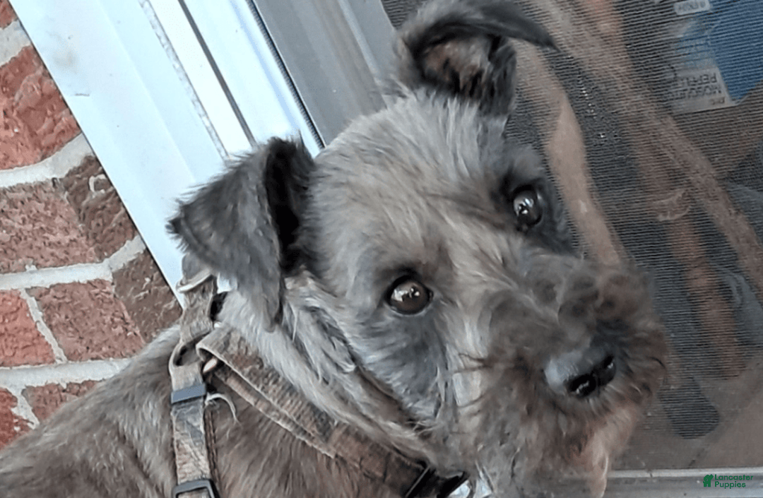 Miniature Schnauzer dogs for sale: Cotton Wiggles - Image 8