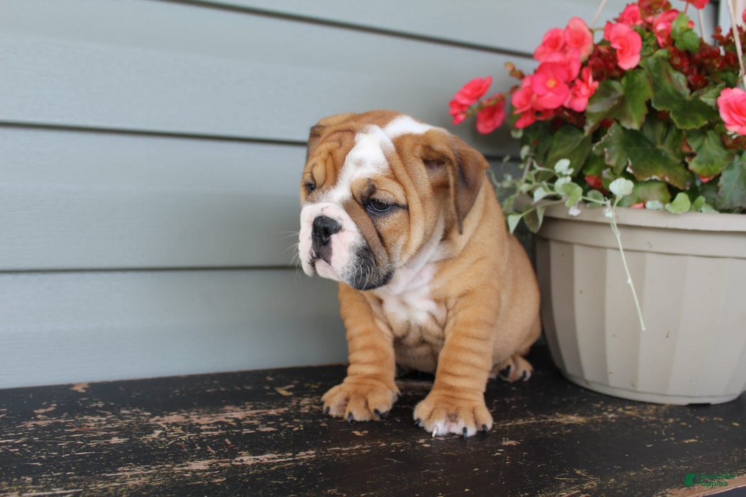 English Bulldog dogs for sale: River - Image 8