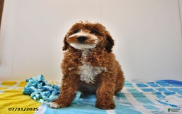 Mini Goldendoodle dogs for sale: Emma - Image 11