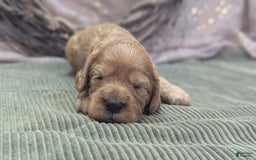 Cavapoo dogs for sale: Hera - Image 3