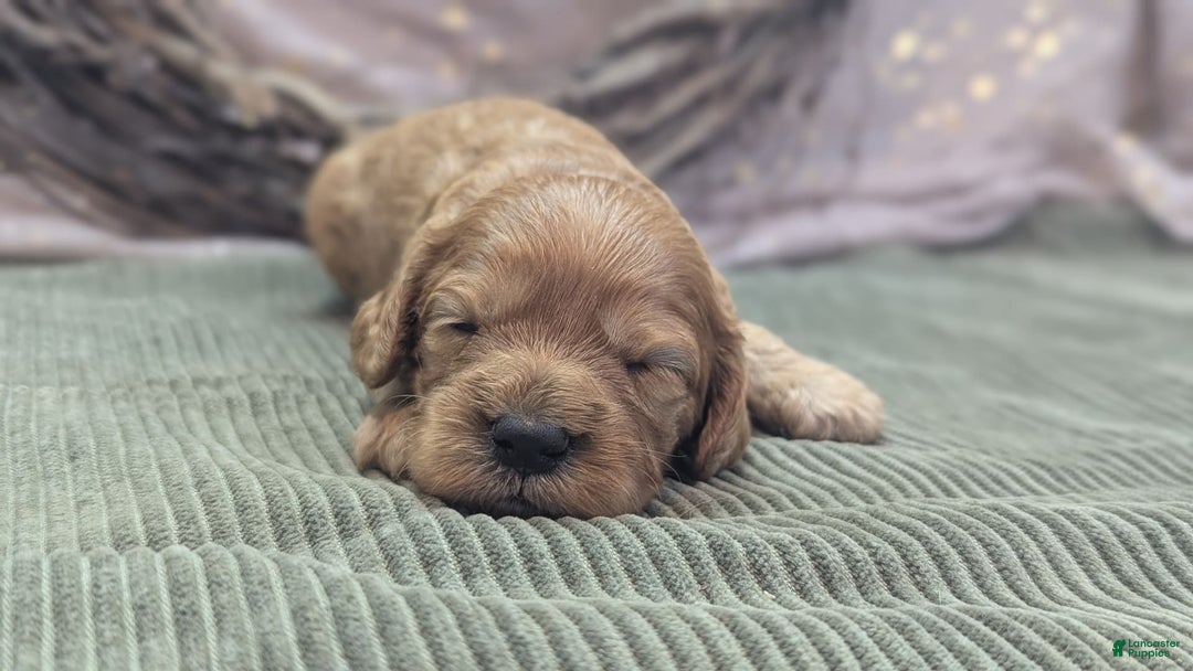 Cavapoo dogs for sale: Hera - Image 3