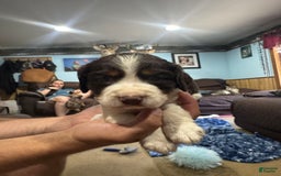 English Springer Spaniel dogs for sale: Male 3 - Image 2