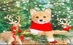 Welsh Corgi Pembroke dogs for sale: Punch - Image 6