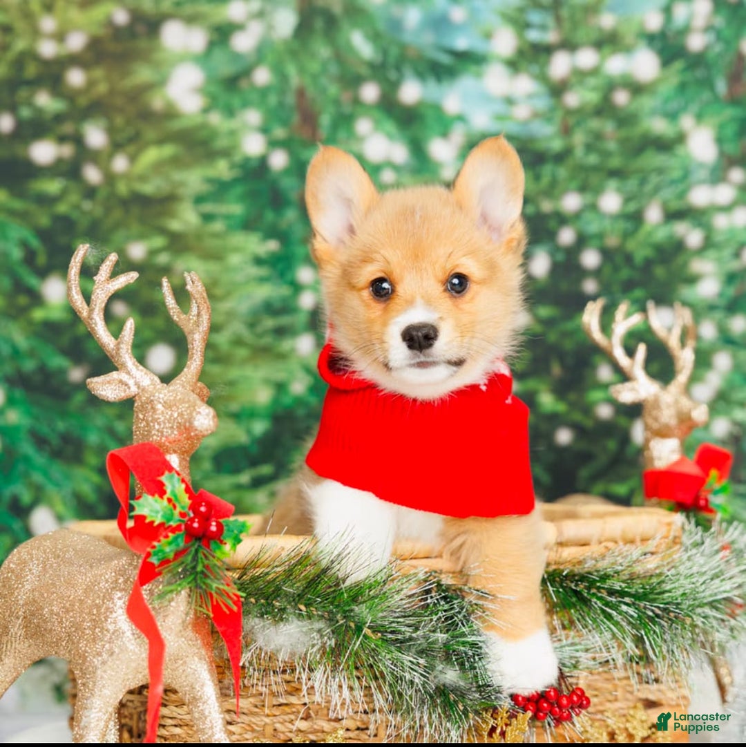 Welsh Corgi Pembroke dogs for sale: Punch - Image 6