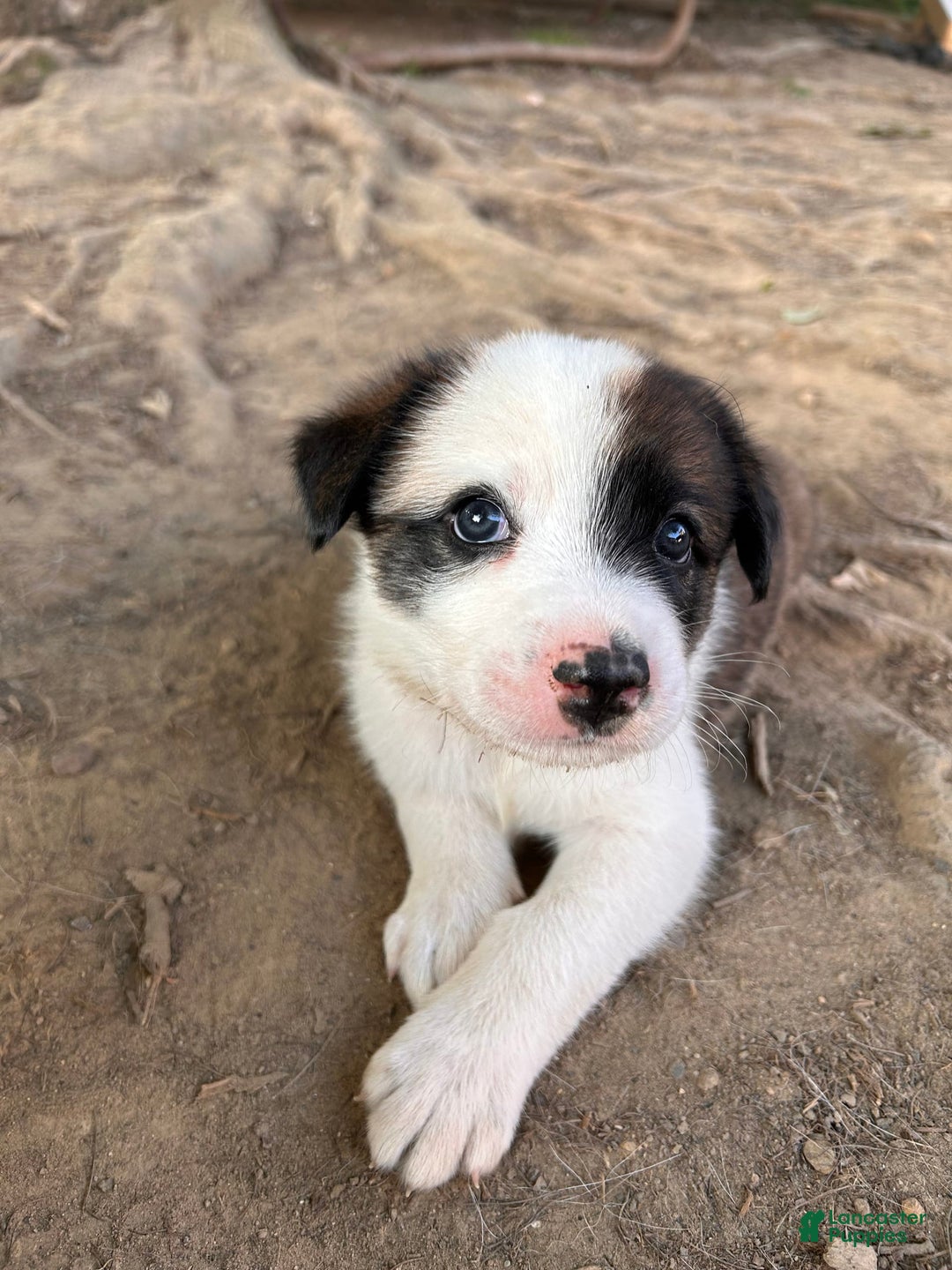 Australian Cattle Dog dogs for sale: Sparks - Image 5