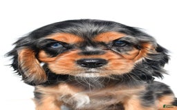 Cockalier dogs for sale: Vada - Image 9