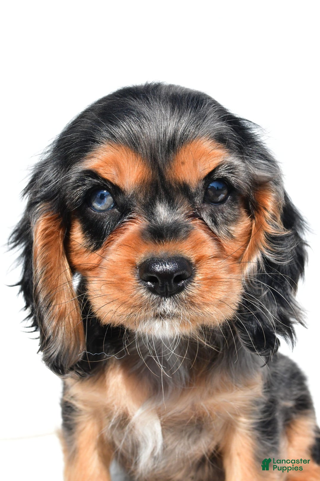 Cockalier dogs for sale: Vada - Image 9