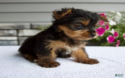 Yorkshire Terrier dogs for sale: Reese - Image 3
