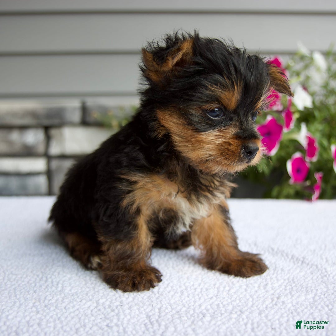 Yorkshire Terrier dogs for sale: Reese - Image 3