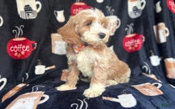 Cockapoo dogs for sale: Kilo - Image 9