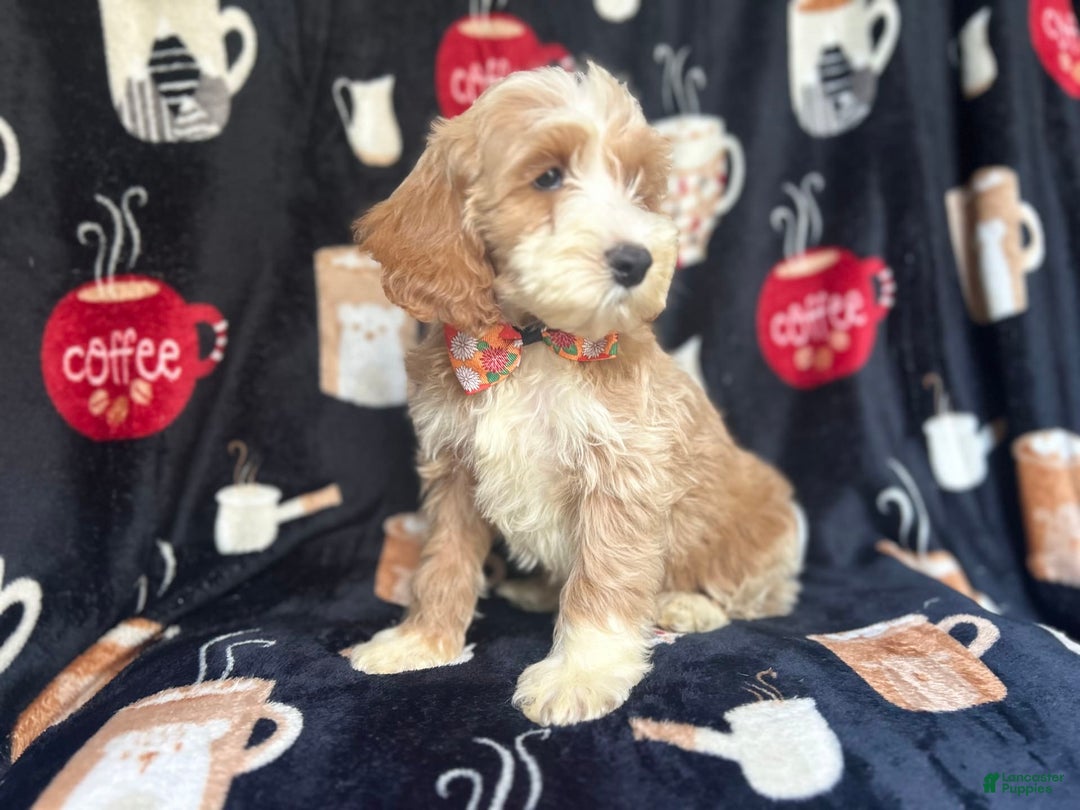 Cockapoo dogs for sale: Kilo - Image 9