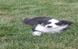 Miniature Australian Shepherd dogs for sale: Forest - Image 1