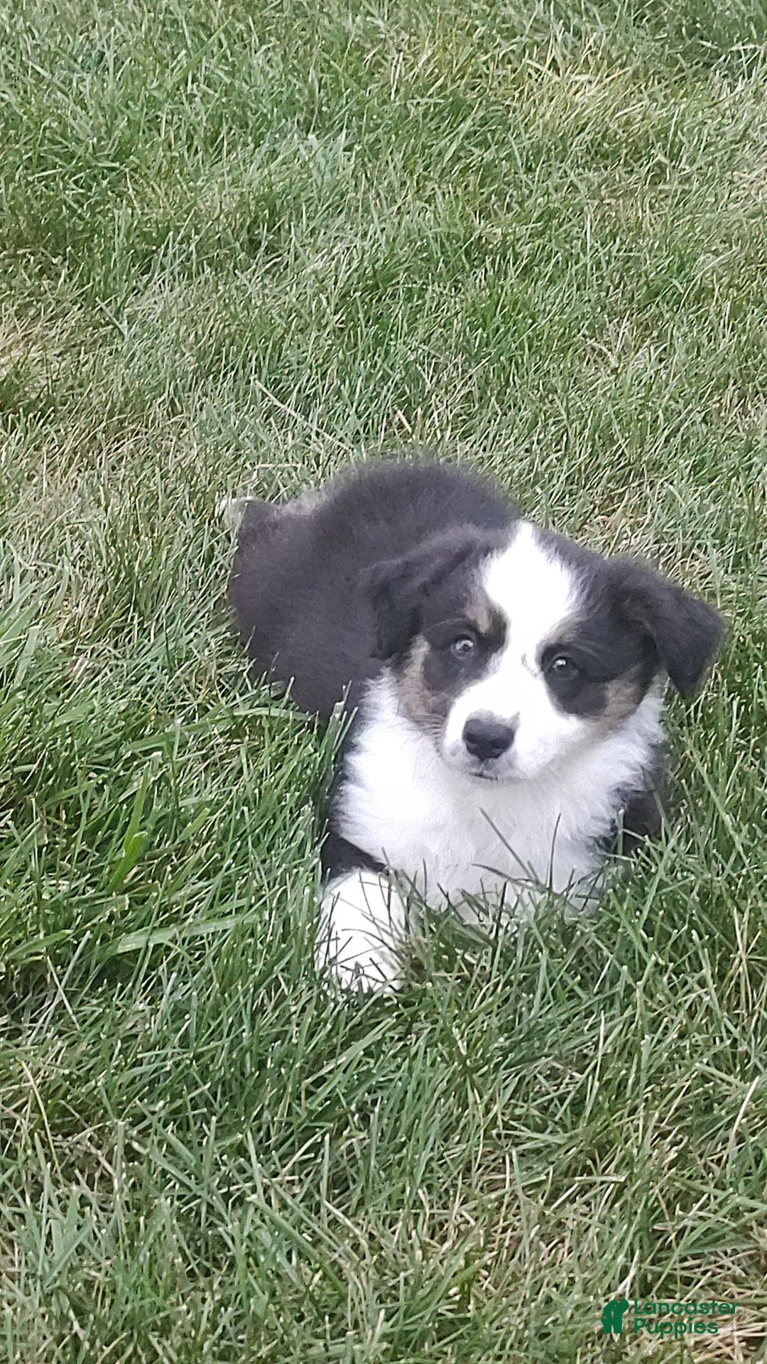 Miniature Australian Shepherd dogs for sale: Forest - Image 1
