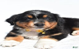Miniature Australian Shepherd dogs for sale: Miniature Australian Shepherd 7 puppies - Image 16