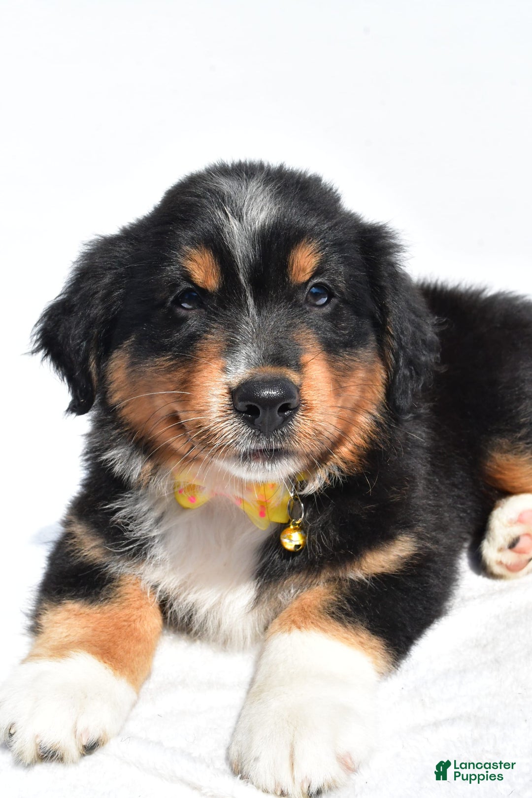 Miniature Australian Shepherd dogs for sale: Miniature Australian Shepherd 7 puppies - Image 16