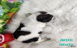 English Springer Spaniel dogs for sale: Milk - Image 3