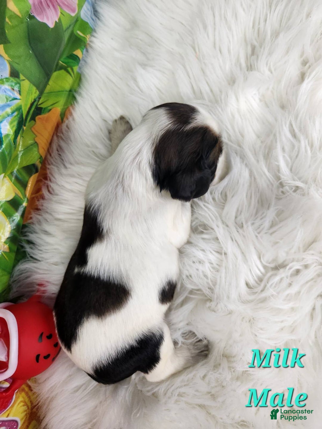 English Springer Spaniel dogs for sale: Milk - Image 3