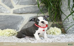 Boston Terrier dogs for sale: Windsor - Image 5