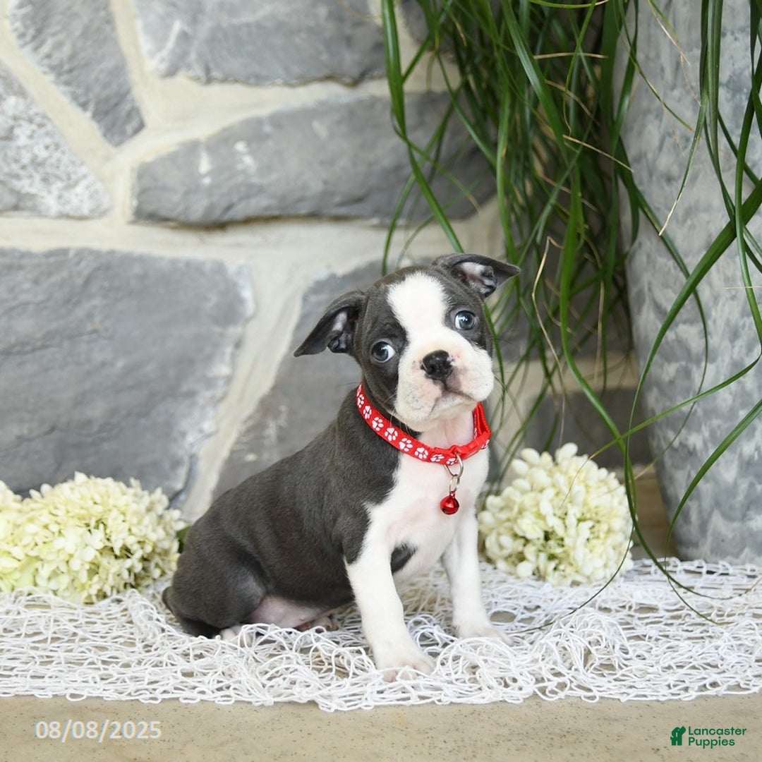 Boston Terrier dogs for sale: Windsor - Image 5