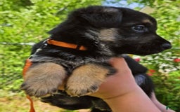German Shepherd dogs for sale: Amarillo - Image 17