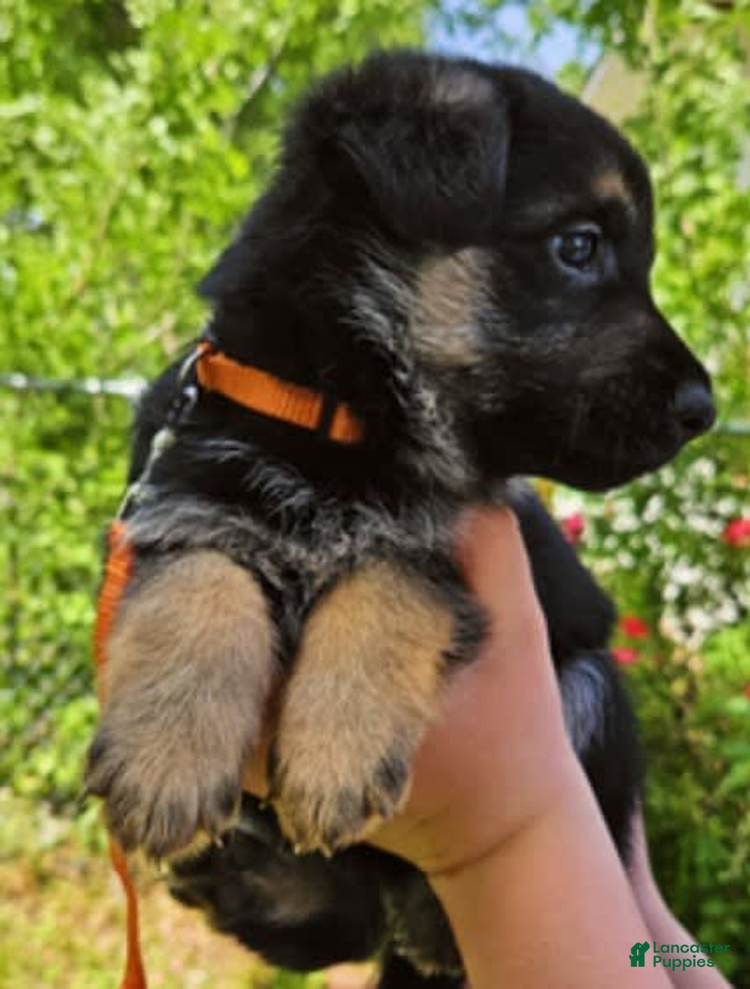 German Shepherd dogs for sale: Amarillo - Image 17