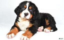 Bernese Mountain Dog dogs for sale: Bernese Mountain Dog 3 puppies - Image 6