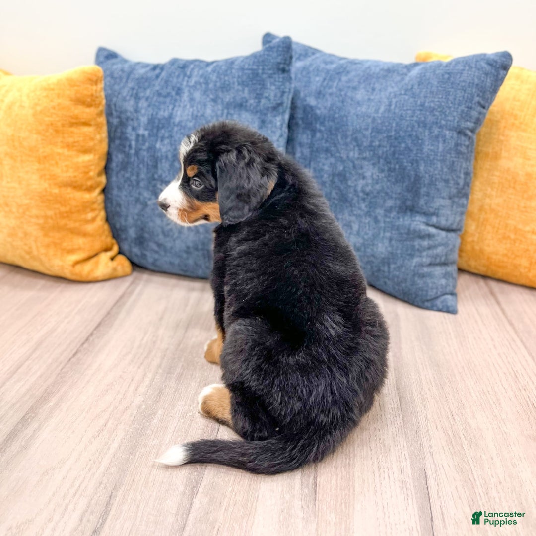 Bernese Mountain Dog dogs for sale: Dash - Image 8