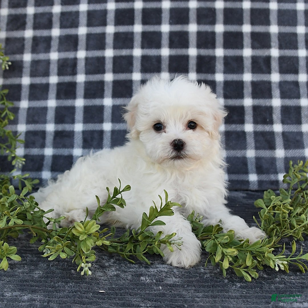 Havanese dogs for sale: Conner - Image 7