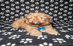 Shih Tzu dogs for sale: Dexter - Image 20