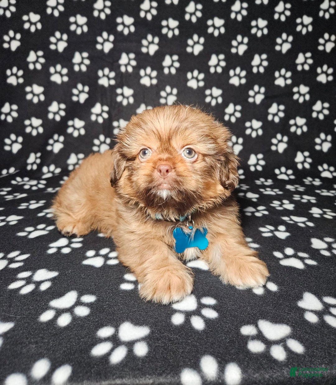 Shih Tzu dogs for sale: Dexter - Image 20