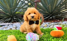 Maltipoo dogs for sale: Chopin - Image 3