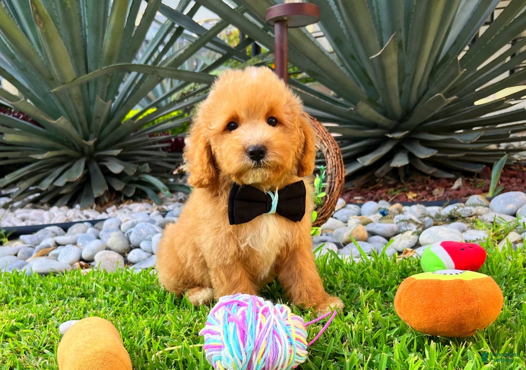Maltipoo dogs for sale: Chopin - Image 3