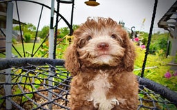 Havapoo dogs for sale: Toto - Image 15